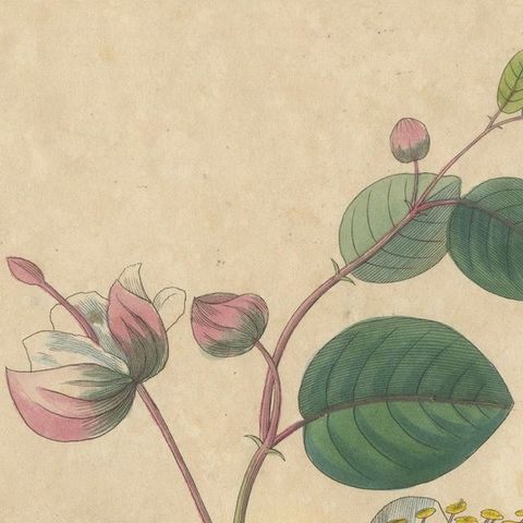 Antique Caper Botanical Print, Capparis Spinosa, Hand Colored, c.1831, close-up 4