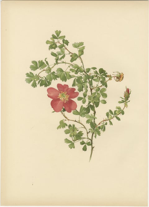 Decorative Pair of Antique Rose Prints, Chromolithographs 1914, view 2