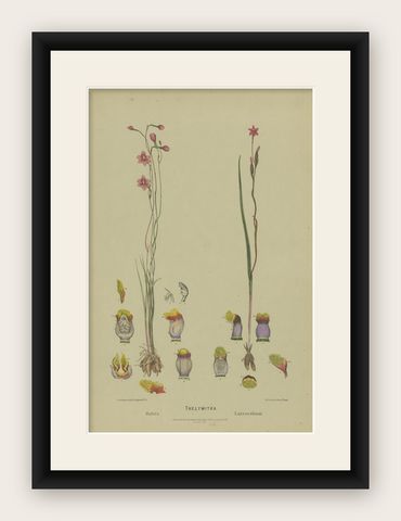Antique Botany Print of the Salmon Sun Orchid & Fringed Sun Orchid, '1884', shown framed