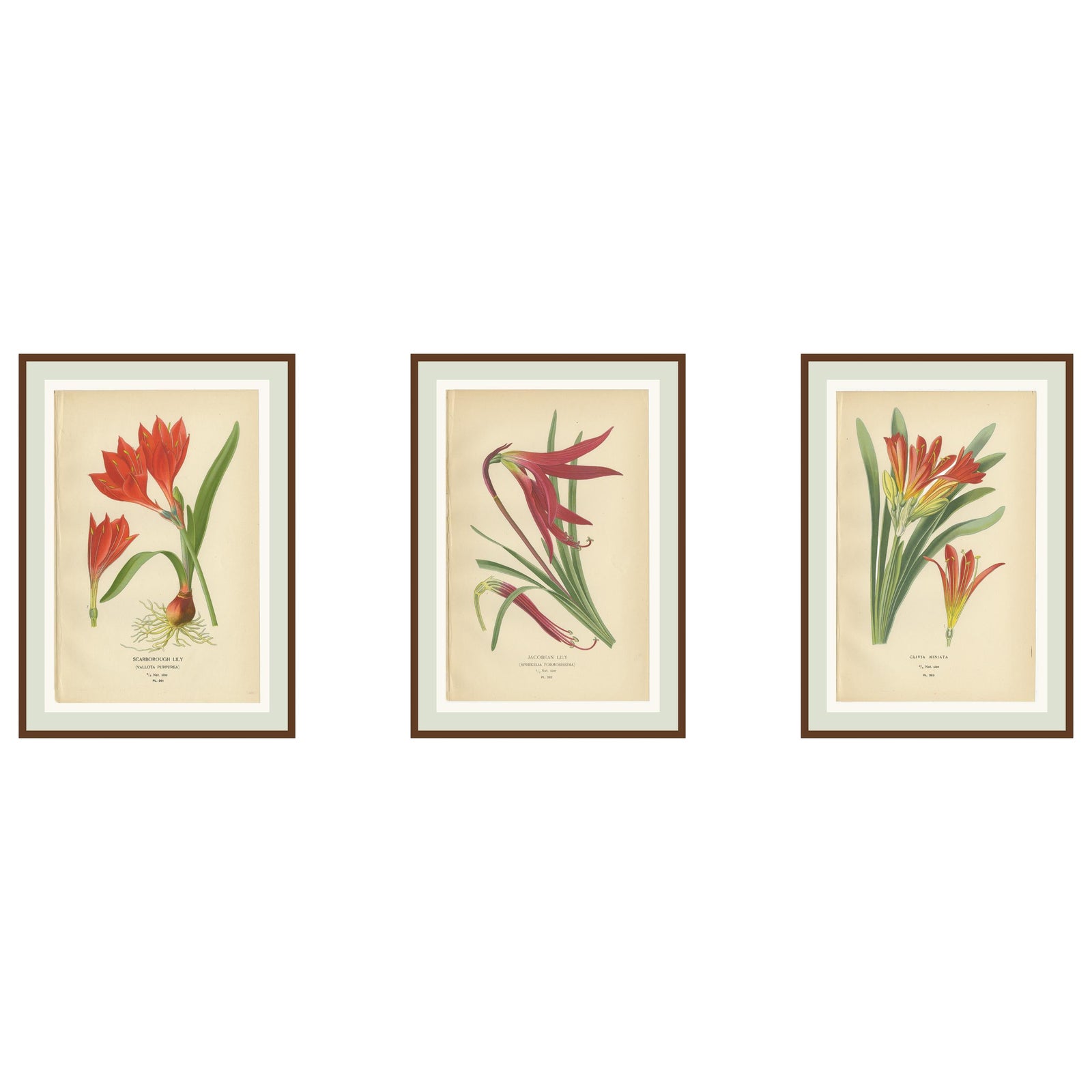 Scarborough Lily, Jacobean Lily & Clivia, Antique Chromolithographs 1897