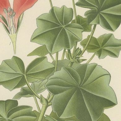 Heritage Blooms: A Triptych of Geranium Varietals, 1896, close-up 5
