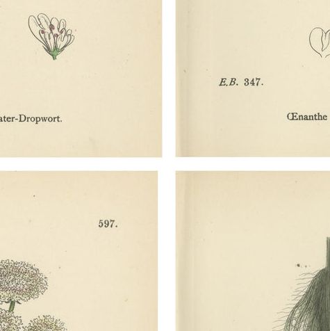 Antique English Botanical Prints, Water-Dropwort Studies for Elegant Interiors, close-up 2