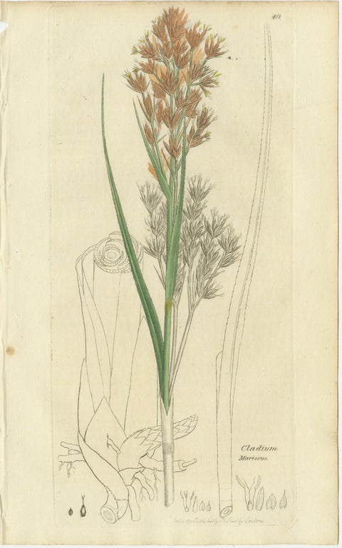 Set of 8 Antique Botanical Engravings of Sedges, Rushes and Wetland Plants, 1830, view 2