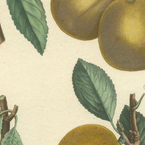 Botanical Print: Mirabelle, St. Catherine, White Plum & Apricot, 1821, close-up 6