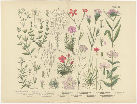 Antique Botanical Prints Set, German Wildflowers Atlas Plates, Stuttgart 1885, view 7