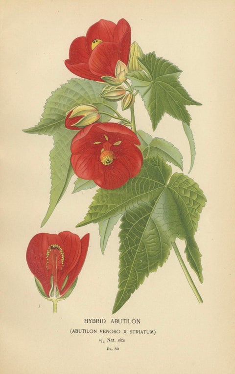 Floral Masterpieces: A Collection of 19th-Century Horticultural Art, 1896, close-up 1