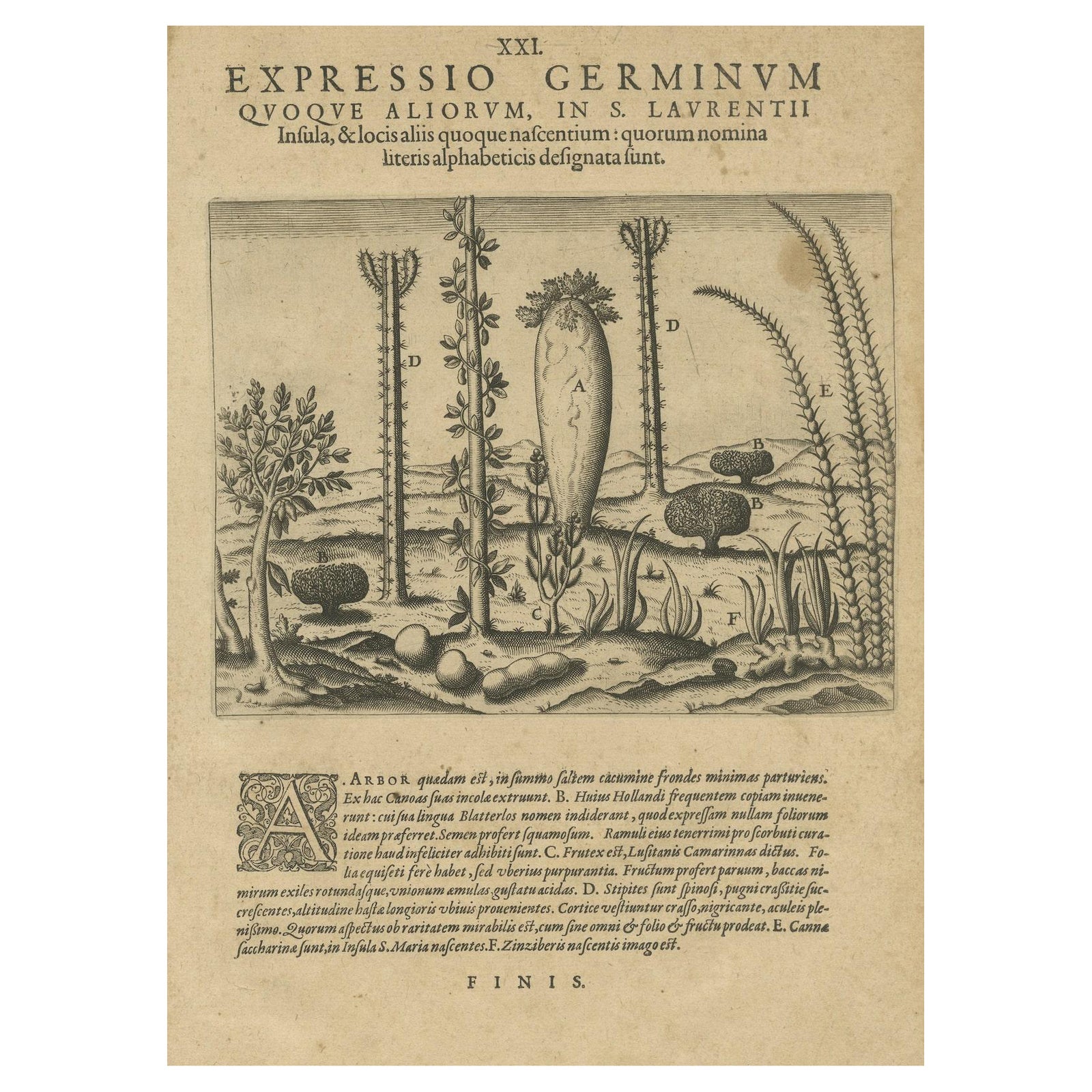 Botanical Illustration of Saint Lawrence's (Madagascar) Seeds and Plants, 1601