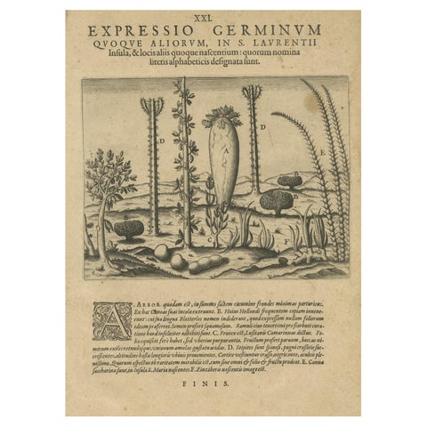 Botanical Illustration of Saint Lawrence's (Madagascar) Seeds and Plants, 1601