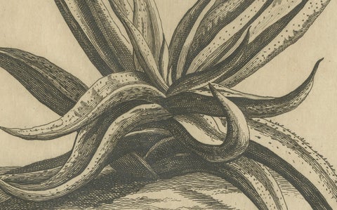 Botanical Engraving of African Aloe from Commelin’s "Praeludia Botanica", 1703, close-up 2
