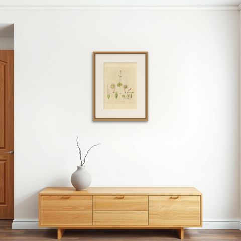 The Delicate Predator: Botanical Illustrations of Drosera, 1777, shown framed on a wall, true to size