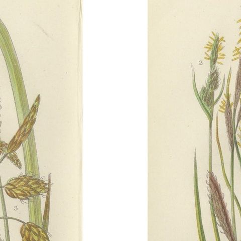 Maidenhair and European Bristle Ferns, Hand-Colored Engravings, 1873, close-up 1