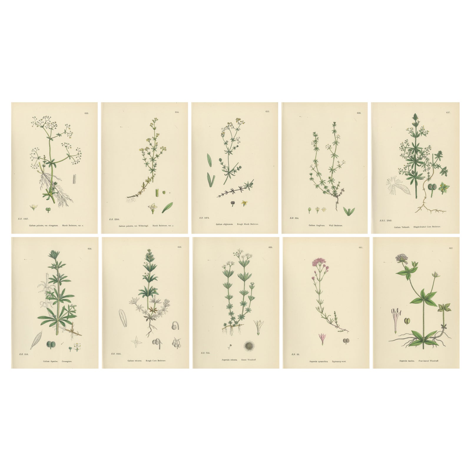 Set of 10 English Botanical Prints 1902, Galium & Asperula, Sowerby