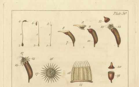 Botanical Study of Various Plant Structures in an Original Engraving, 1803, close-up 3