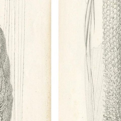 Set of 2 Botany Prints of Palm Species by Blume 'c.1840', close-up 2