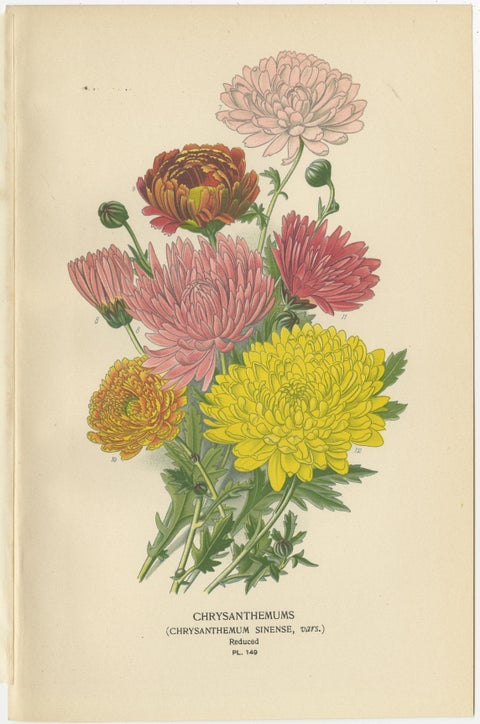 Botanical Prints: Chrysanthemums, Pompon Chrysanthemum & Pyrethrum Roseum, 1897, view 3