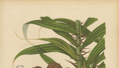 Antique Salak Palm Botanical Chromolithograph by Hoola van Nooten, c. 1880, close-up 3