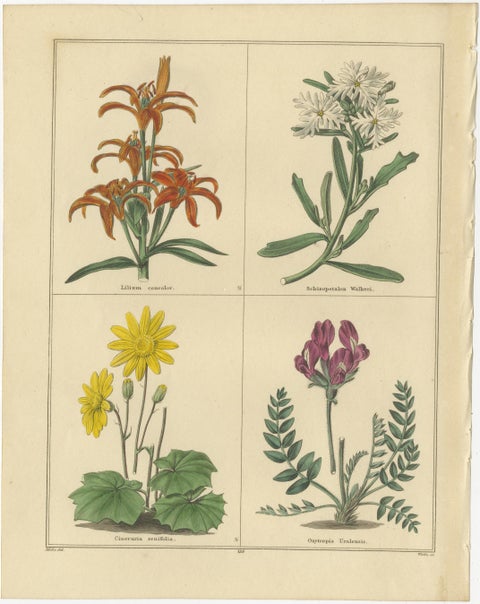 Pair of Rare 1836 Botanical Flower Prints by B. Maund, London, view 2