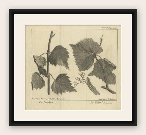 Antique Botany Print of a Birch and Lime Tree by Le Bas, 1752, shown framed