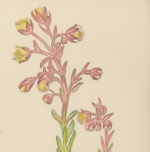 Alpine Botanical Lithograph of Arabis Blepharophylla and Saxifraga Ambigua, 1874, close-up 3