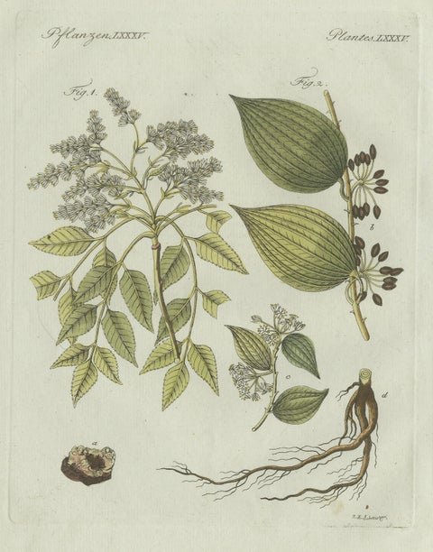 Original Antique Botanical Print of Licorice and Carob by Bertuch, 1805, close-up 1