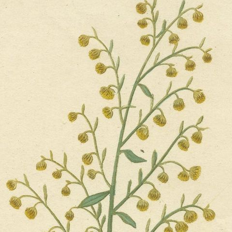 Antique Botanical Print of Artemisia Absinthium or Wormwood, ca.1821, close-up 3