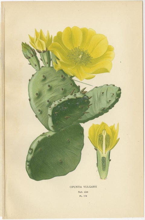 Antique Botanical Prints: Christmas Cactus, Prickly Pear Cactus & Fig Marigolds, view 3
