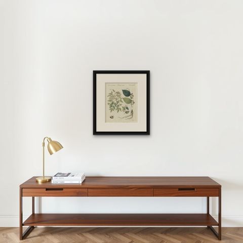 Manna Ash and Sarsaparilla Medicinal Plants, Antique Bertuch Print, circa 1805, shown framed on a wall, true to size