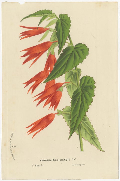 Lush and Vibrant: A Collection of Exotic Botanical Illustrations, circa 1875, view 7