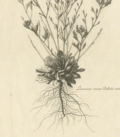 Antique Botany Print of a Limonium Flowering Plant, circa 1680, view 4