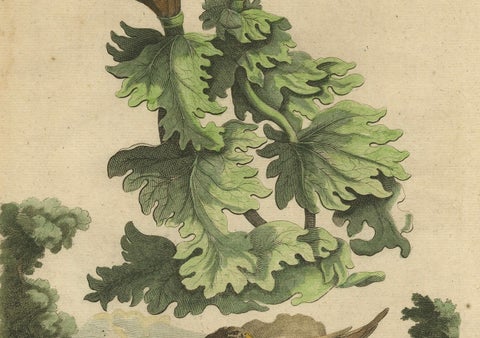 Botanical Illustration of Soursop (Annona muricata) from Munting’s 1696 Herbal, close-up 4