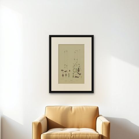 Antique Botany Print of the King-in-his-Carriage & Glossy-Leaved Hammer Orchid, shown framed on a wall, true to size
