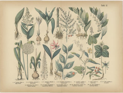 Antique German Botanical Atlas Plates, Tafel 17 to 18, Lilies & Irises, 1885, view 2