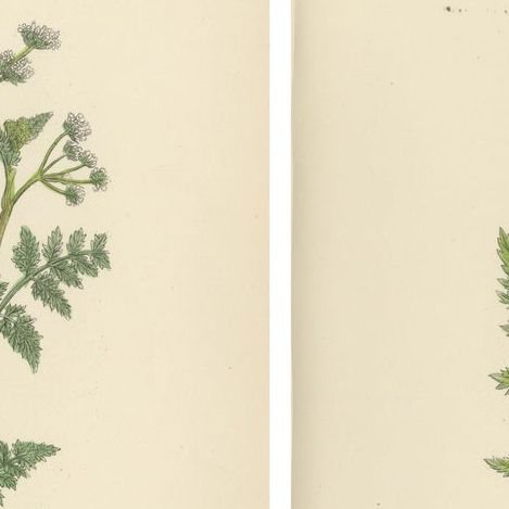 Elegant British Chervil Quartet, Hand-Colored Botanical Prints, England 1902, close-up 1