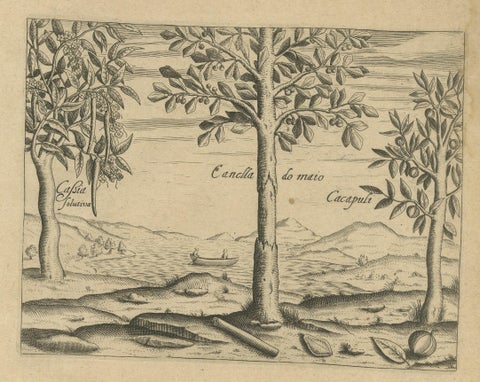 Spices of the Tropics: Cinnamon and Cassia in De Bry's 1601 Illustration, close-up 1