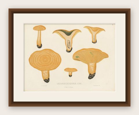 Antique Mycology Print of Lactarius Deliciosus by E.M. Fries, circa 1860, shown framed