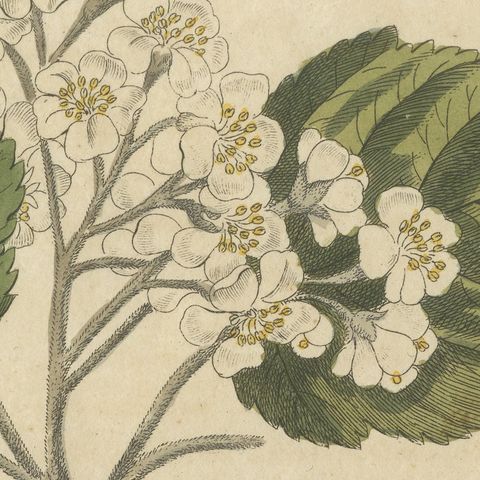 Whitebeam and Wild Service Tree in Blossom, Antique Bertuch Print, circa 1815, close-up 3