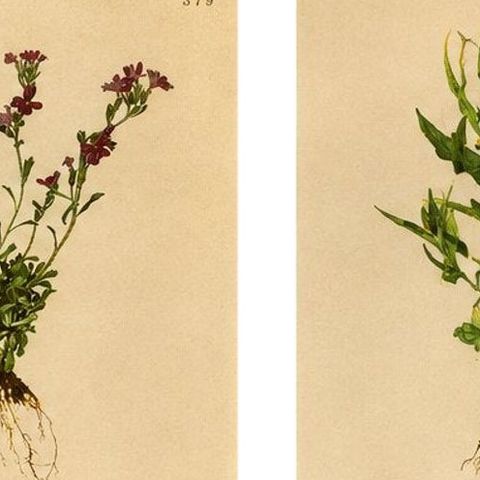 Alpine Foxglove & Wildflowers, Small Seizded Antique Botanical Print Set, 1897, close-up 1