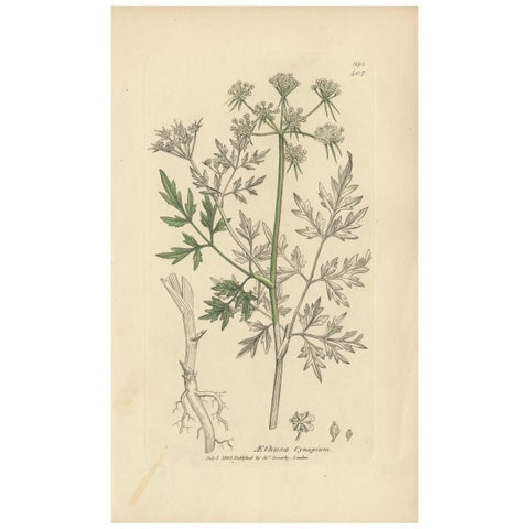 Antique Botany Print 'Aethusa Cynapium' by J. Sowerby, 1803