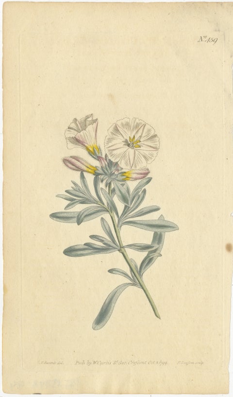 Antique Botanical Engraving of Silverbush, Rare 1799 Floral Print by Curtis, view 2