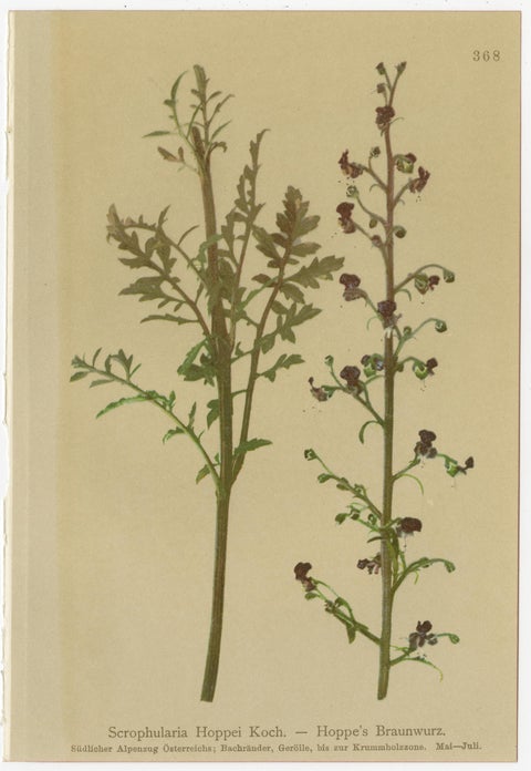 Set of 8 Antique Alpine Botanical Chromolithographs, Atlas der Alpenflora 1897, view 8