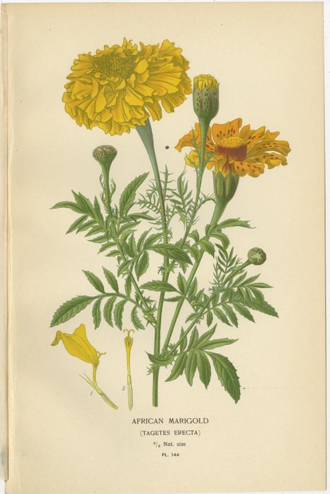 Botanical Prints: French Marigold, African Marigold & Gaillardia Pulchella, 1897, view 3