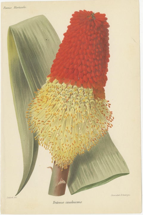 Exquisite Botanicals from Revue Horticole: A 19th-Century Garden Showcase, view 3