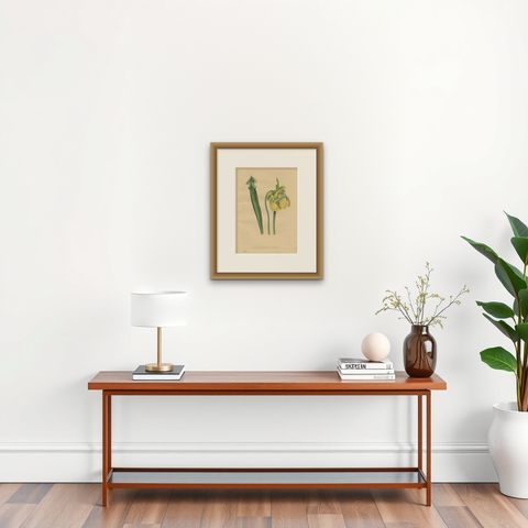 Antique Botanical Print of the Sarracenia Flava or Yellow Pitcherplant, shown framed on a wall, true to size