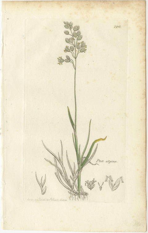 Set of 8 Antique Botanical Prints, Poa Grasses: Meadowgrass & Bluegrass ca.1830, view 7