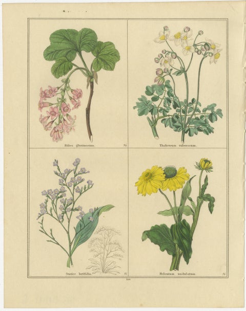 Pair of 1836 Hand-Colored Flower Prints from B. Maund’s Botanic Garden, view 3