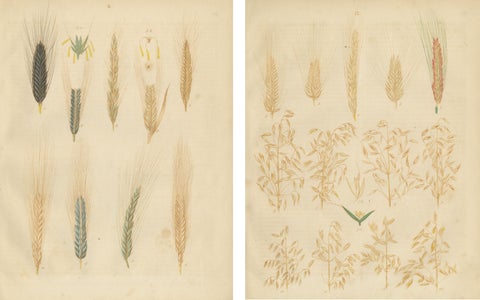 Antique Wheat and Rye Botanical Prints, Agricultural Study, Germany 1852, view 4