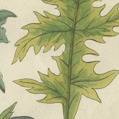 Acanthus Leaves, Classical Ornament Plant, Antique Bertuch Print, circa 1810, close-up 3