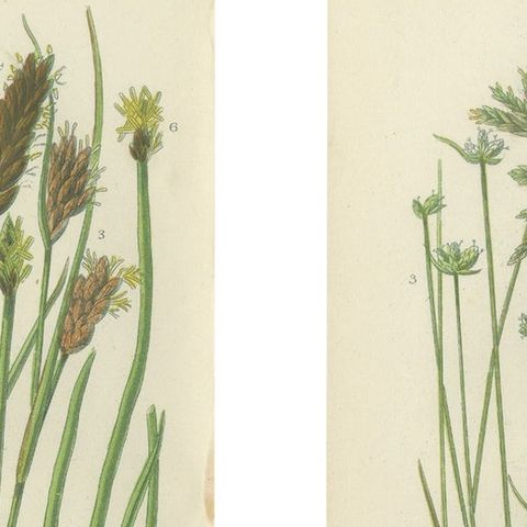 Sea Spleenwort and Green Spleenwort Ferns, Antique Botanical Prints, 1873, close-up 1