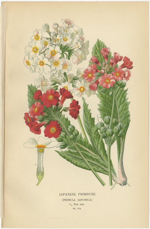 1897 Antique Botanical Prints, Polyanthus, Auricula and Primroses, view 4