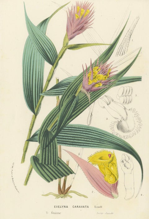 Caravata Plant Botanical Illustration by Louis van Houtte, 19th Century, close-up 4